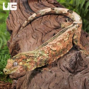 Adult Pine Island Chahoua Gecko | Buy Island Chahoua Gecko