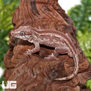 Adult Striped Gargoyle Gecko | Buy Adult Striped Gargoyle Gecko