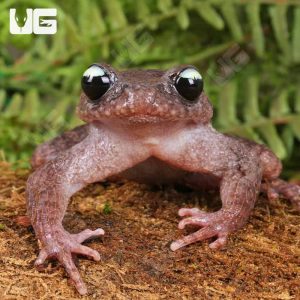 Ailao Spiny Toad | Were To Buy Ailao Spiny Toad