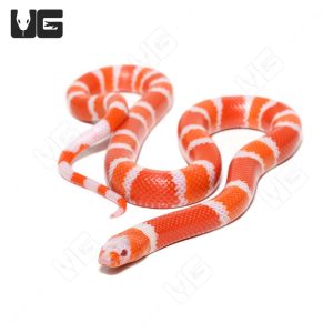 Baby Albino Tangerine Honduran Milksnake | Baby Albino Tangerine Honduran Milksnake For Sale