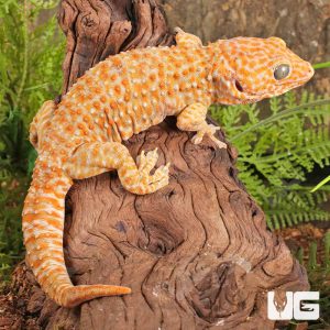 Male Albino Tokay Gecko | Buy Male Albino Tokay Gecko Online