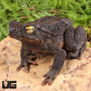 Asian Giant River Toad | Buy Asian Giant River Toad | Asian Giant River Toad For Sale
