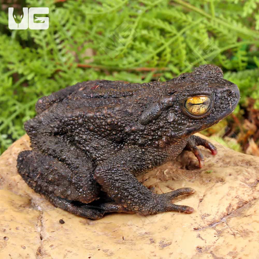 Asian Giant River Toad - Image 2