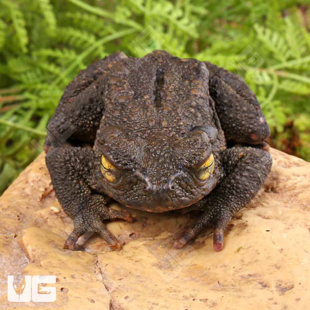 Asian Giant River Toad - Image 3