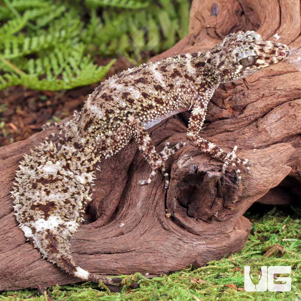 Baby Australian Leaf-Tailed Gecko - Image 2