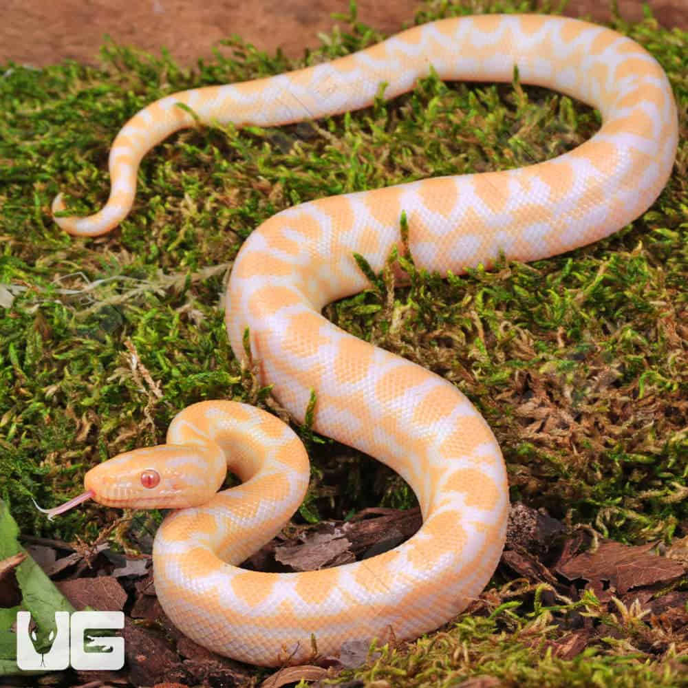 Baby Albino Colombian Rainbow Boa - Image 3