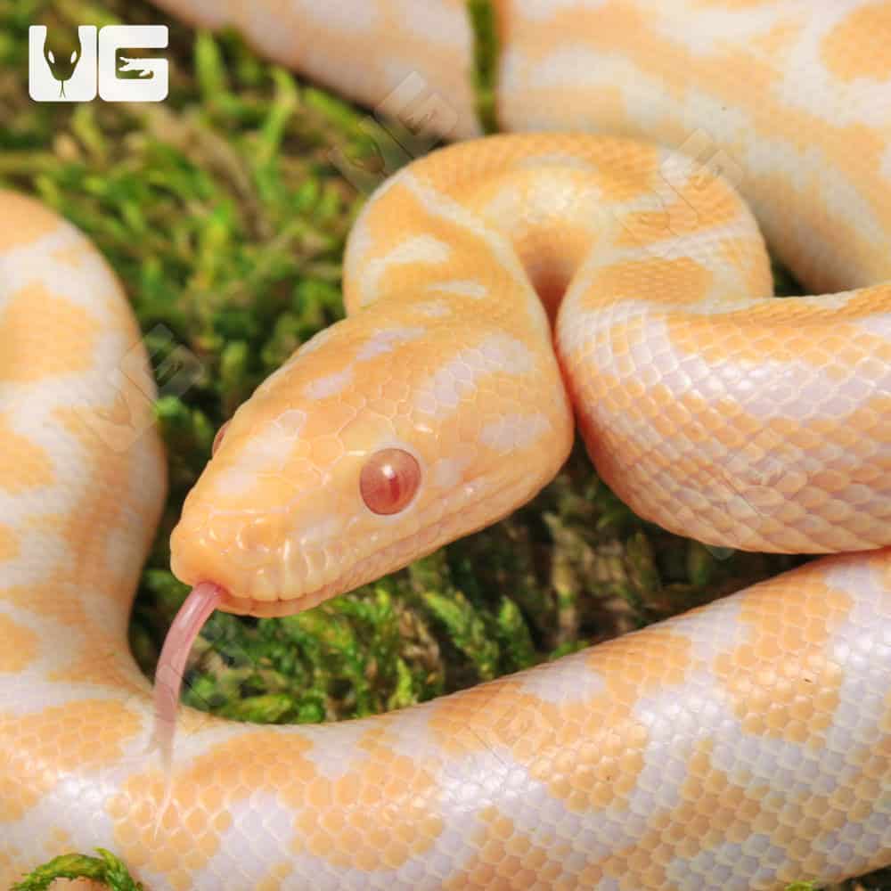 Baby Albino Colombian Rainbow Boa - Image 2
