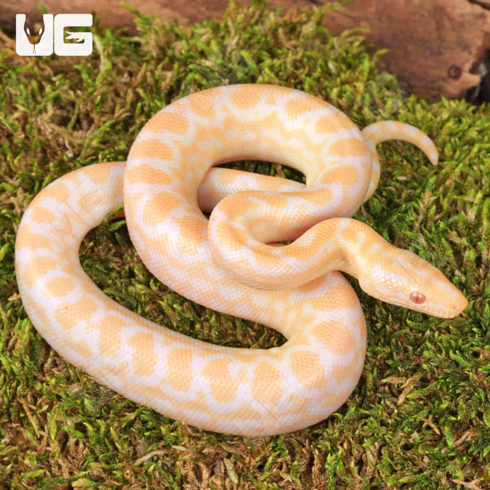 Baby Albino Colombian Rainbow Boa | Rainbow Boa For Sale