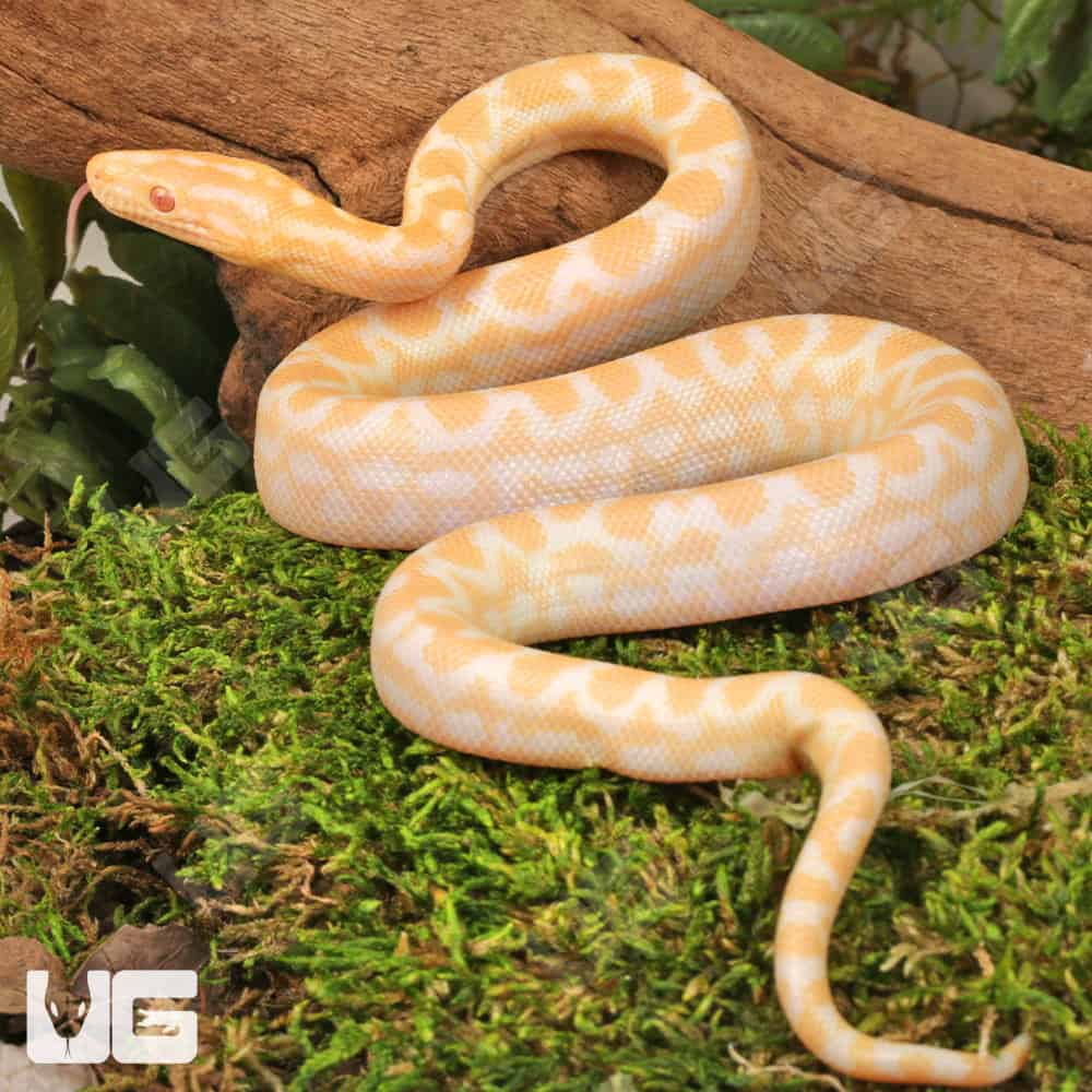 Baby Albino Colombian Rainbow Boa - Image 4