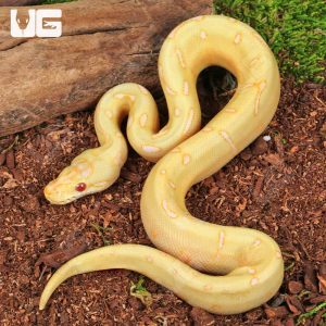 Baby Albino Spider Enchi Poss YB Cinnamon Ball Python | Baby Albino Spider Enchi Poss YB Cinnamon Ball Python For Sale