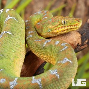 Baby Emerald Tree Boa