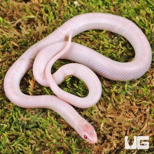 Baby Hypo Lavender White Sided Florida Kingsnake | Hypo Lavender Florida Kingsnake For Sale