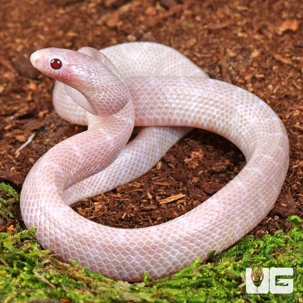 Baby Lavender Albino Florida Kingsnake - Image 4