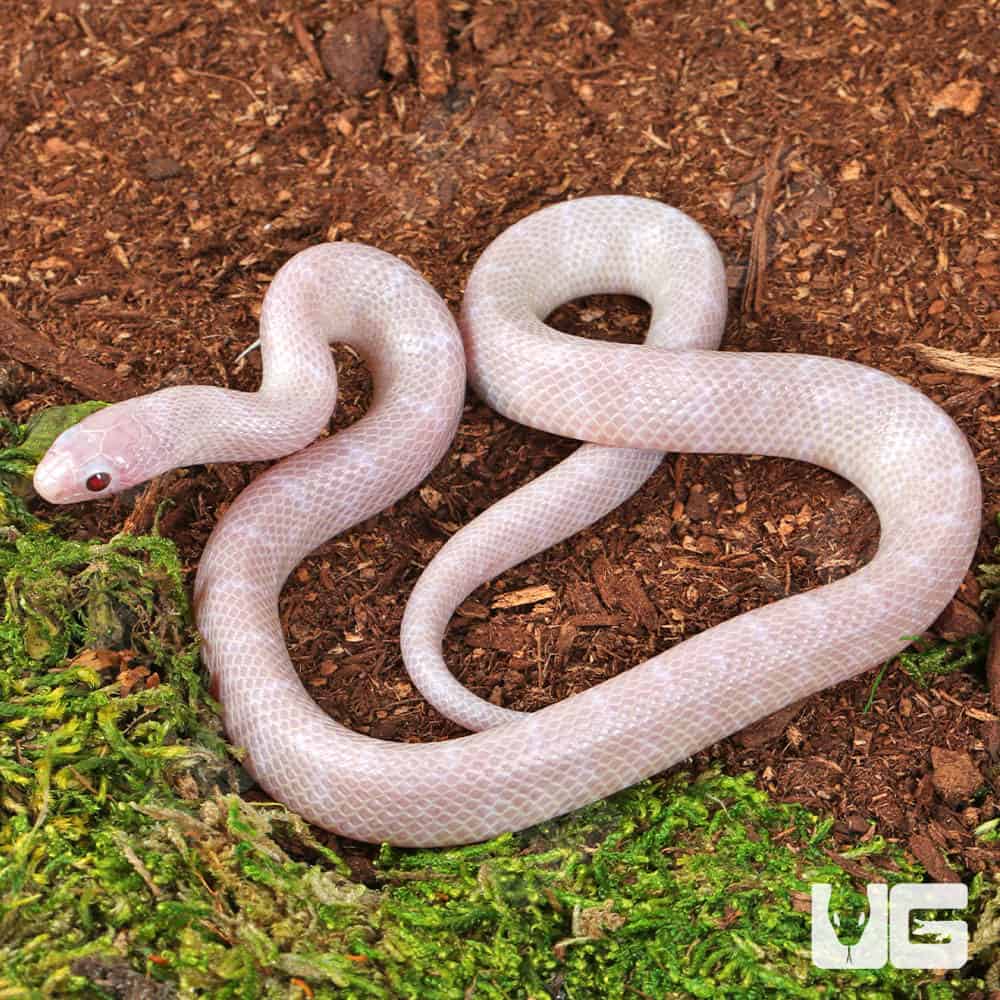 Baby Lavender Albino Florida Kingsnake - Image 3