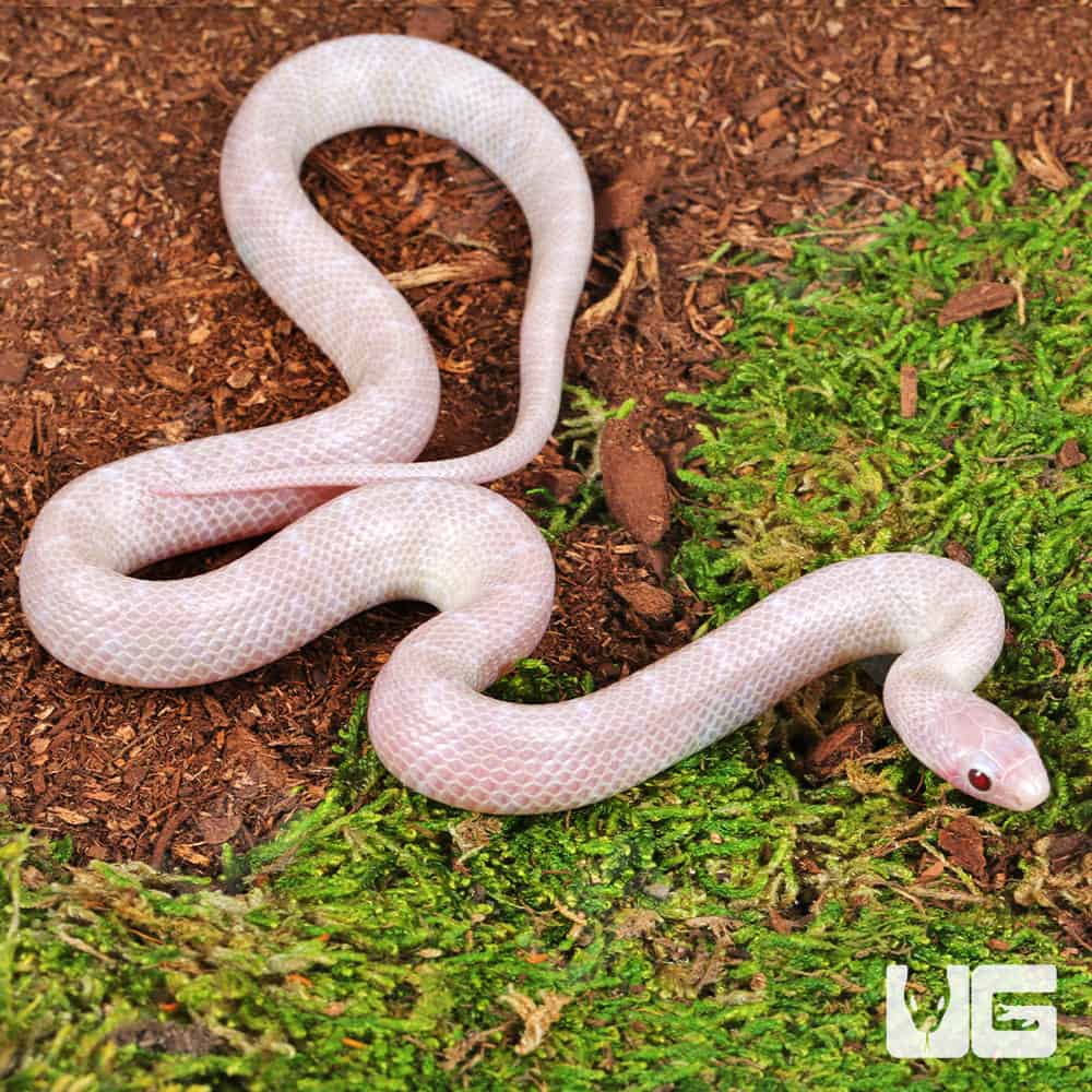 Baby Lavender Albino Florida Kingsnake | Lavender Albino Kingsnake