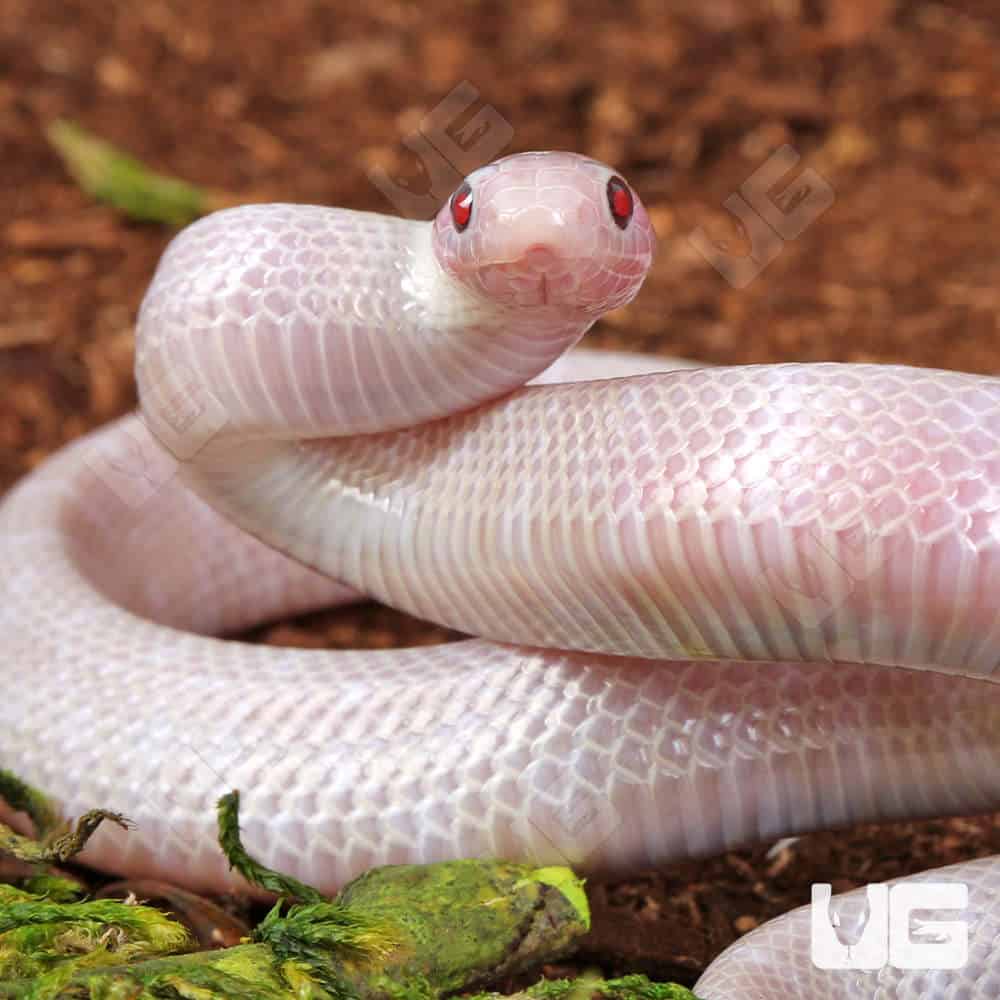 Baby Lavender Albino Florida Kingsnake - Image 2