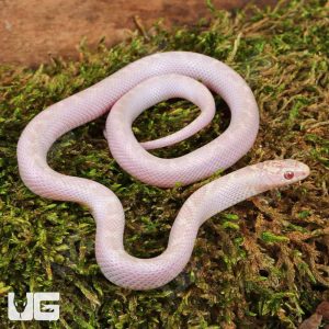 Baby White Sided Lavender Florida Kingsnake | Lavender Florida Kingsnake For Sale