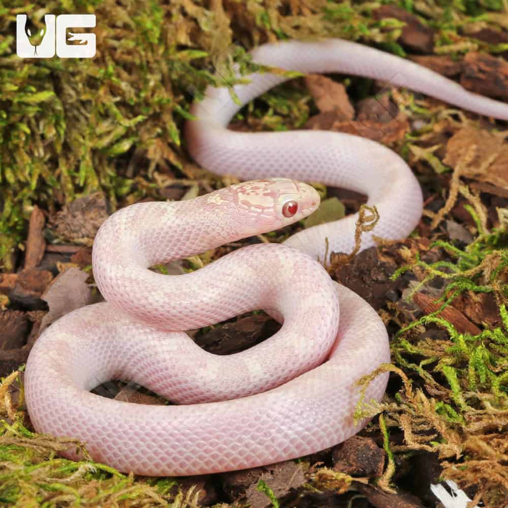 Baby White Sided Lavender Florida Kingsnake - Image 3