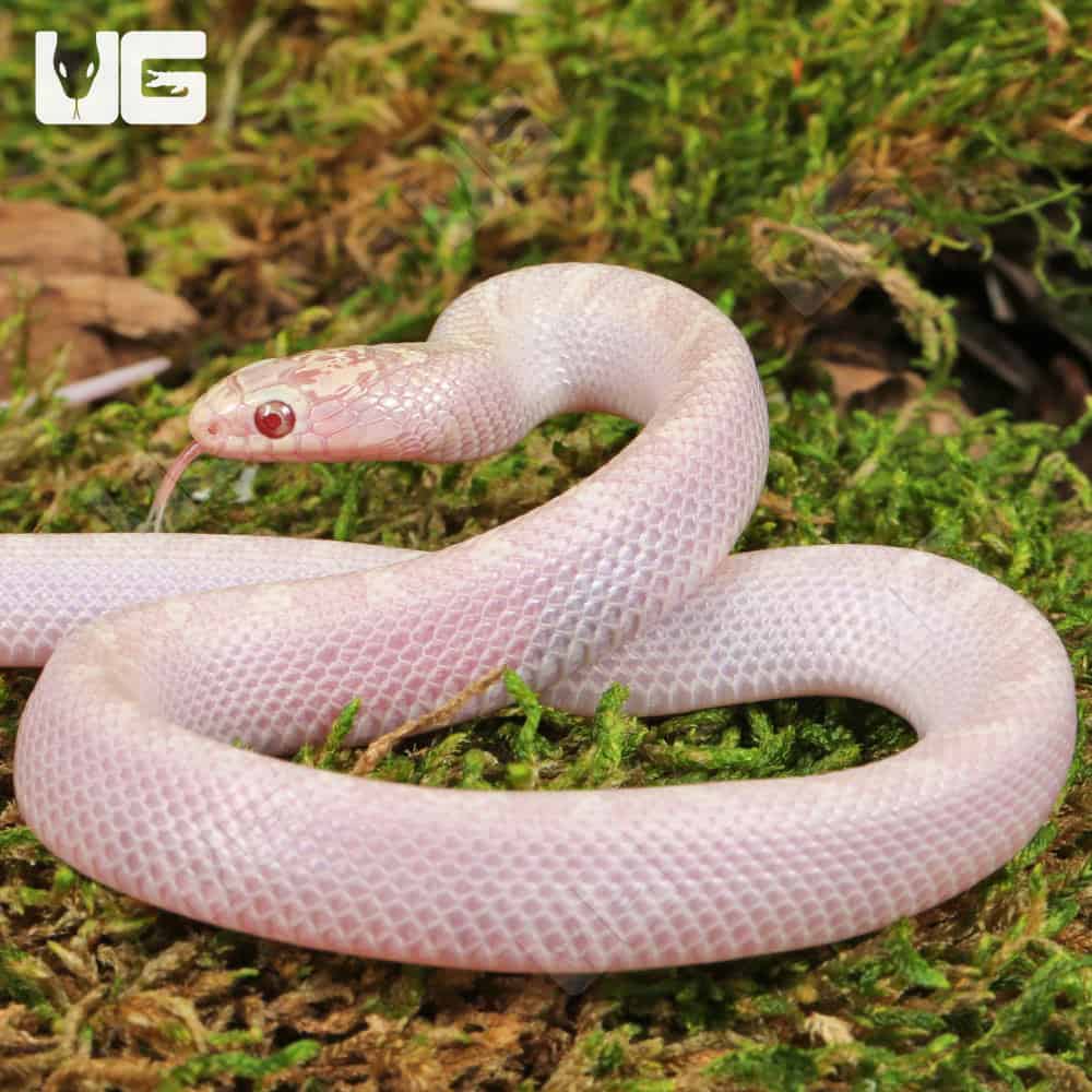 Baby White Sided Lavender Florida Kingsnake - Image 4