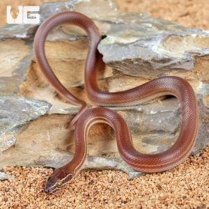 Baby African Brown House Snake | African Brown Snake For Sale