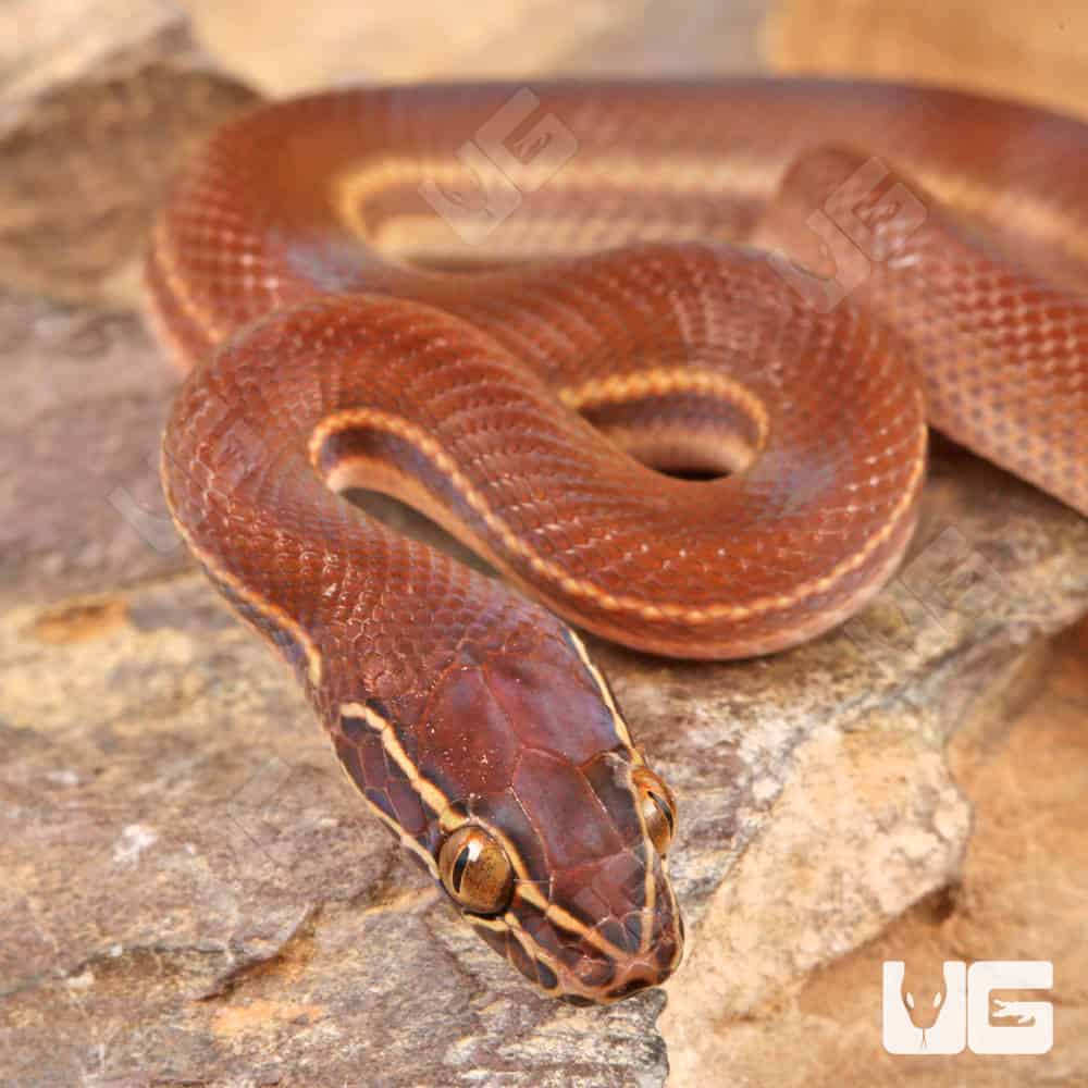 Baby African Brown House Snake - Image 2