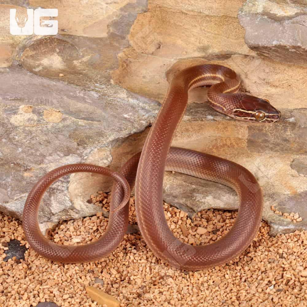 Baby African Brown House Snake - Image 3