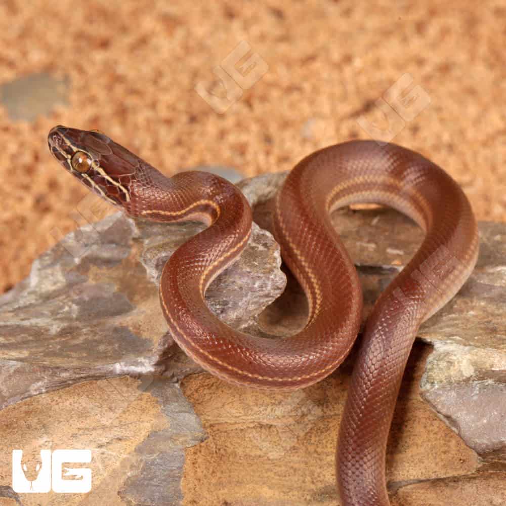 Baby African Brown House Snake - Image 4