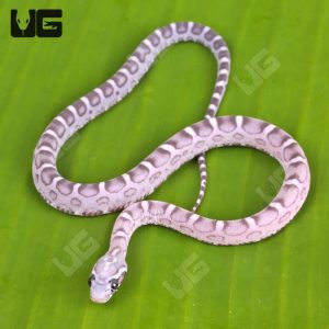 Baby Anery Scaleless Cornsnake | Anery Scaleless Cornsnake