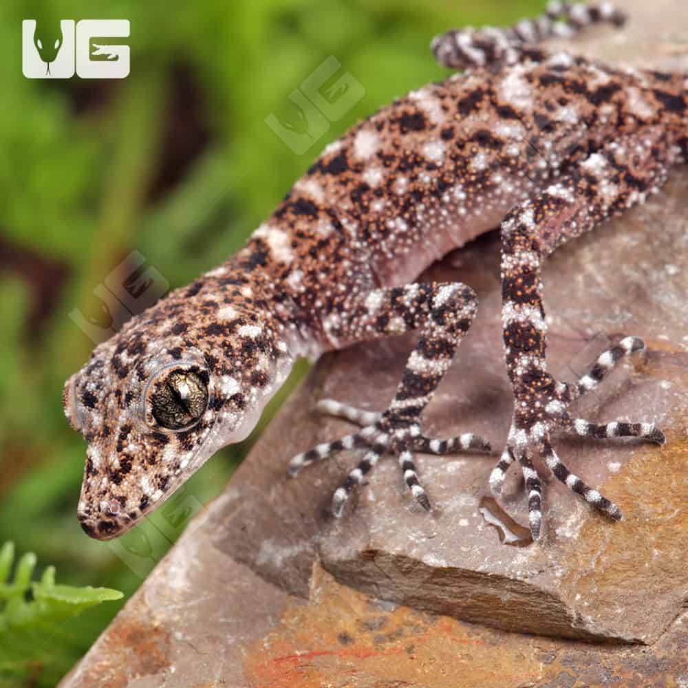 Baby Australian Leaf-Tailed Gecko - Image 3