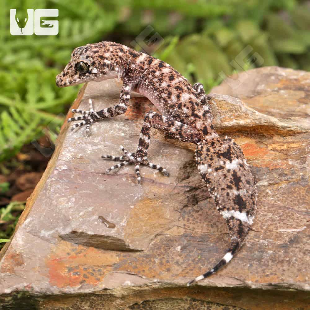 Baby Australian Leaf-Tailed Gecko | Australian Leaf-Tailed Gecko