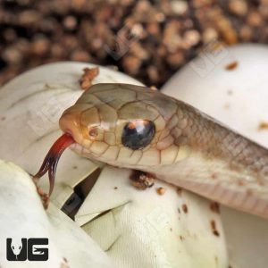 C.B. Baby Madagascar Blonde Hognose Snake | C.B. Baby Madagascar Blonde Hognose Snake For Sale