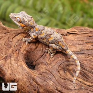 Baby Orange Blotched Gargoyle Gecko | Buy Baby Orange Blotched Gargoyle Gecko