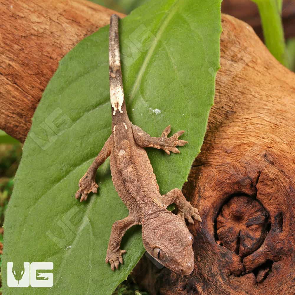 Baby Cappuccino Crested Gecko - Image 3