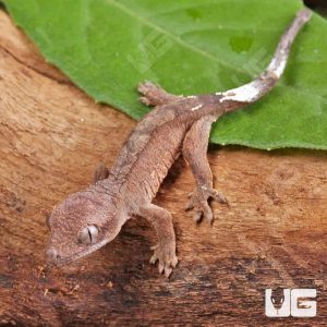 Baby Cappuccino Crested Gecko | Buy Cappuccino Crested Gecko