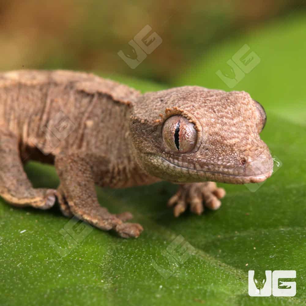 Baby Cappuccino Crested Gecko - Image 2