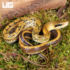 Baby Chinese Beauty Het Hypo Calico Ratsnake | Buy Baby Chinese Beauty Het Hypo Calico Ratsnake For Sale