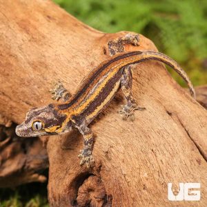 Baby Colored Striped Gargoyle Gecko | Colored Gargoyle Gecko