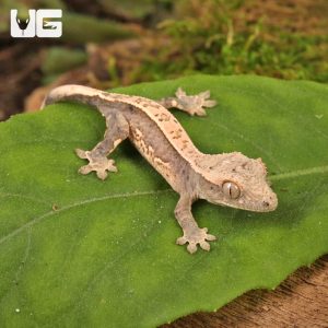 Baby Dalmatian Lilly White Crested Gecko | Lilly White Gecko