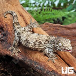 Juvenile Dark Morph Leachianus Gecko | Under Ground Reptile | Buy Juvenile Dark Morph Leachianus Gecko
