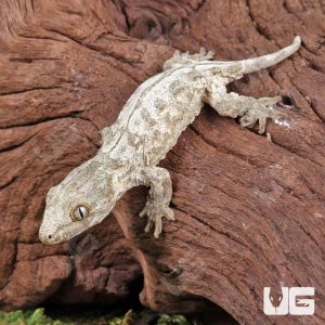 Baby High Pink Dorsal Stripe Leachianus Gecko | Buy Baby High Pink Dorsal Stripe Leachianus Gecko
