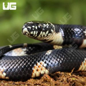 Baby Eastern Chain Kingsnake | Eastern Chain Kingsnake For Sale