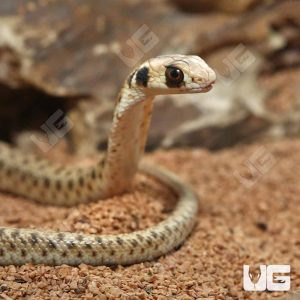 Hatchling Egyptian False Cobra | Egyptian FalseCobra For Sale
