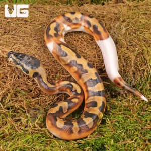 Baby Scaleless Head Pied Ball Python | Head Pied Ball Python