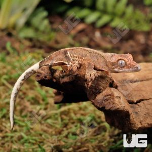 Baby Phantom Lilly White Crested Gecko | Buy Baby Phantom Lilly White Crested Gecko