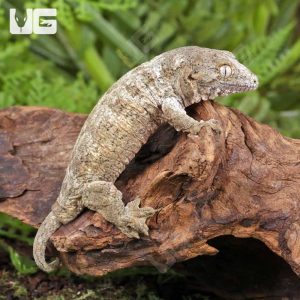 Baby GT x Yate x Mt. Khogis Leachianus Gecko #1 | Buy Baby GT x Yate x Mt. Khogis Leachianus Gecko #1