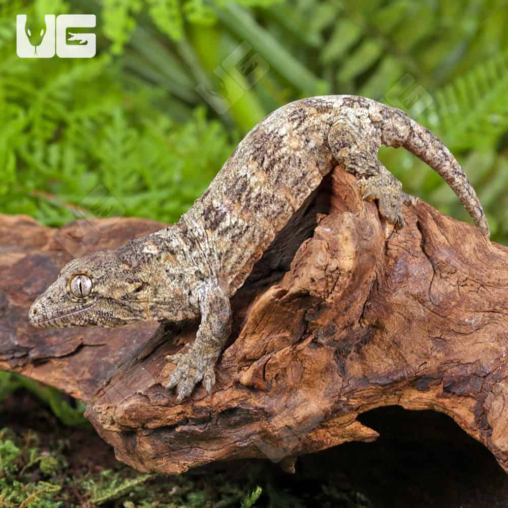 Baby GT x Yate x Mt. Khogis Leachianus Gecko #2 | Buy Baby GT x Yate x Mt. Khogis Leachianus Gecko #2