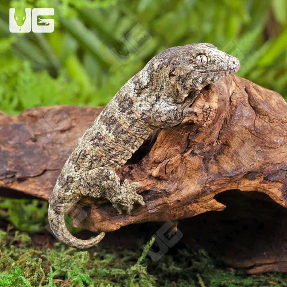 Baby GT x Yate x Mt. Khogis Leachianus Gecko #2 - Image 4