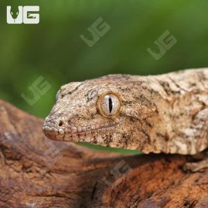 Baby Gran Terre Leachianus Gecko #1 | Gran Terre Leachianus