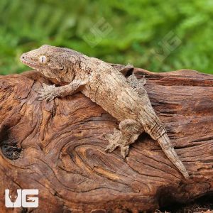 Baby GTX Leachianus Gecko | Buy Baby GTX Leachianus Gecko