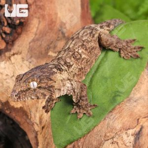 Baby GTX x Nu Ana Leachianus Gecko | Buy GTX x Nu Ana Gecko